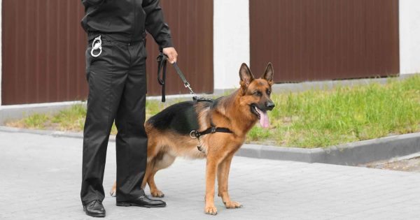 Security Guards and Patrols